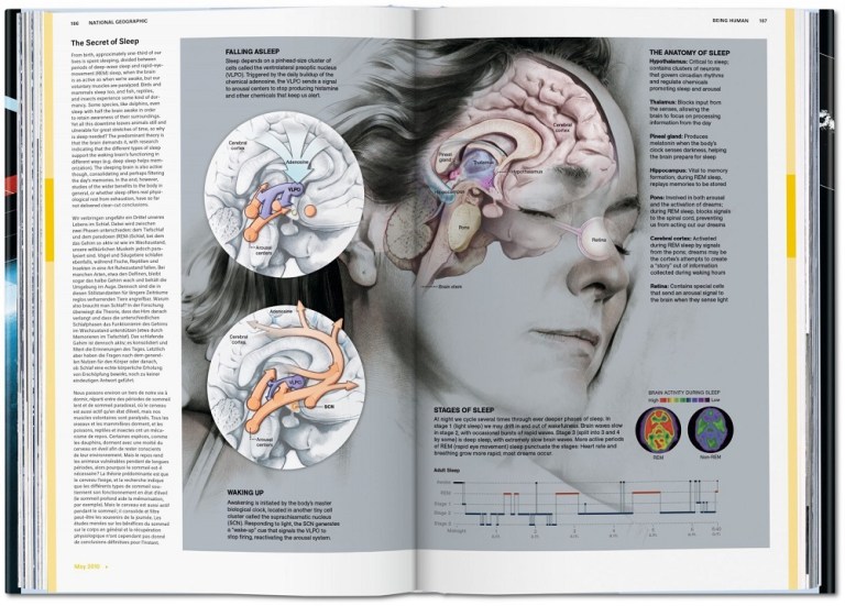 The brain in slumber